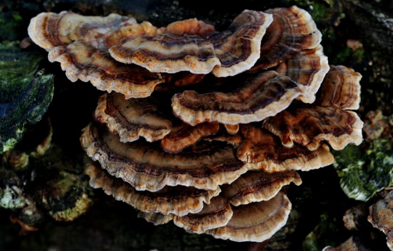 turkey tail mushroom