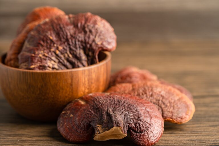 Dried lingzhi mushroom isolated on white background with clipping path.