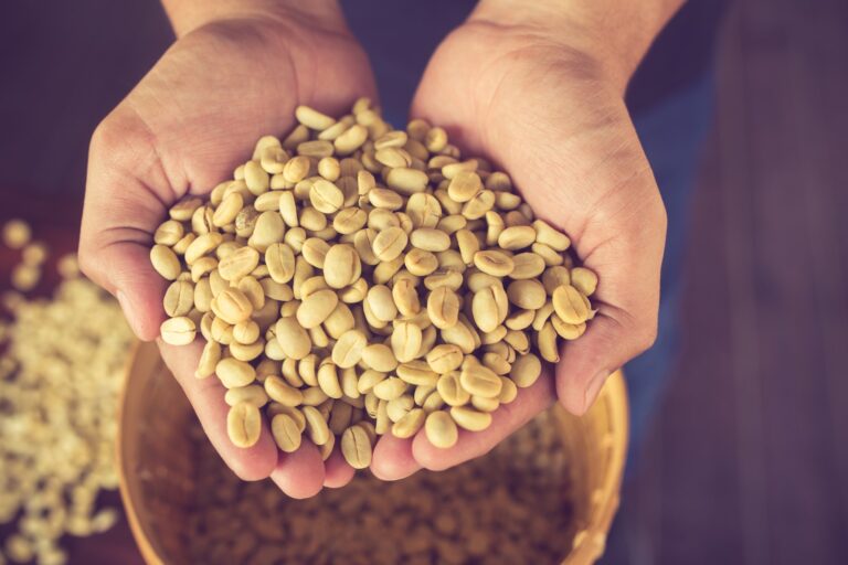 green unroasted coffee beans on hand.Vintage Color