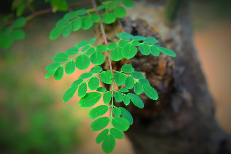 Moringa oleifera