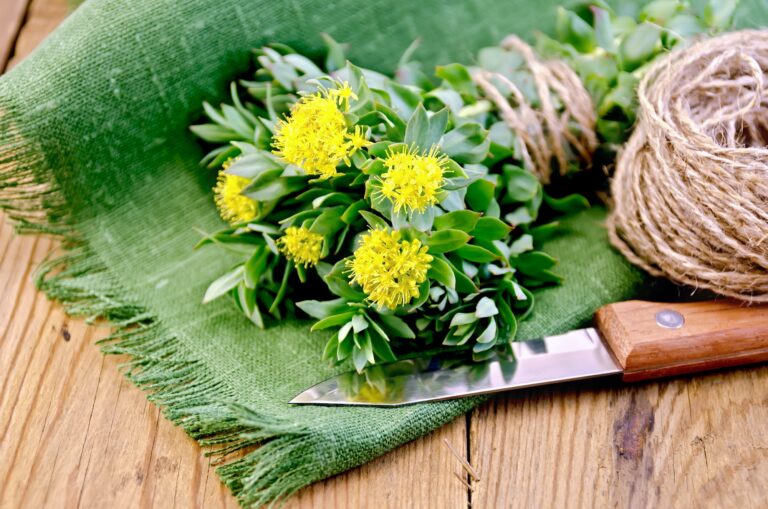 Rhodiola rosea supplement