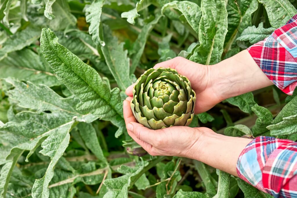 Artichoke plant