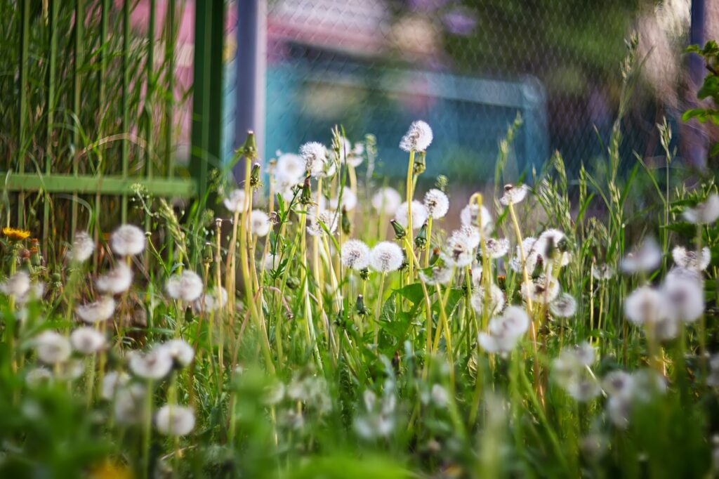 Dandelion